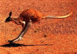 kangaroo kangaroos australian adaptation matic fact